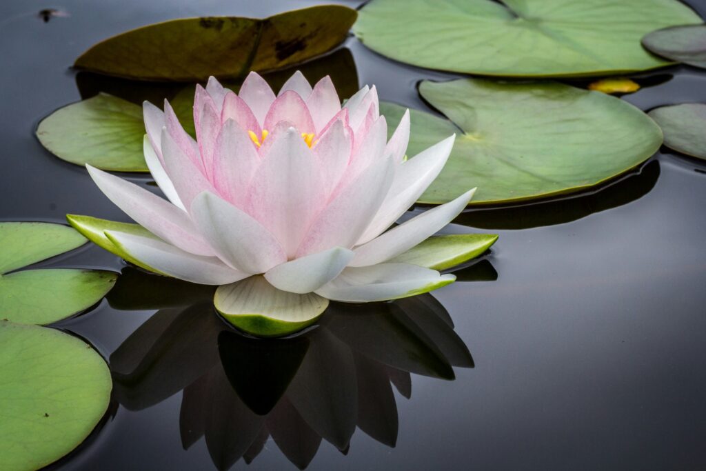 jay castor 7AcMUSYRZpU unsplash