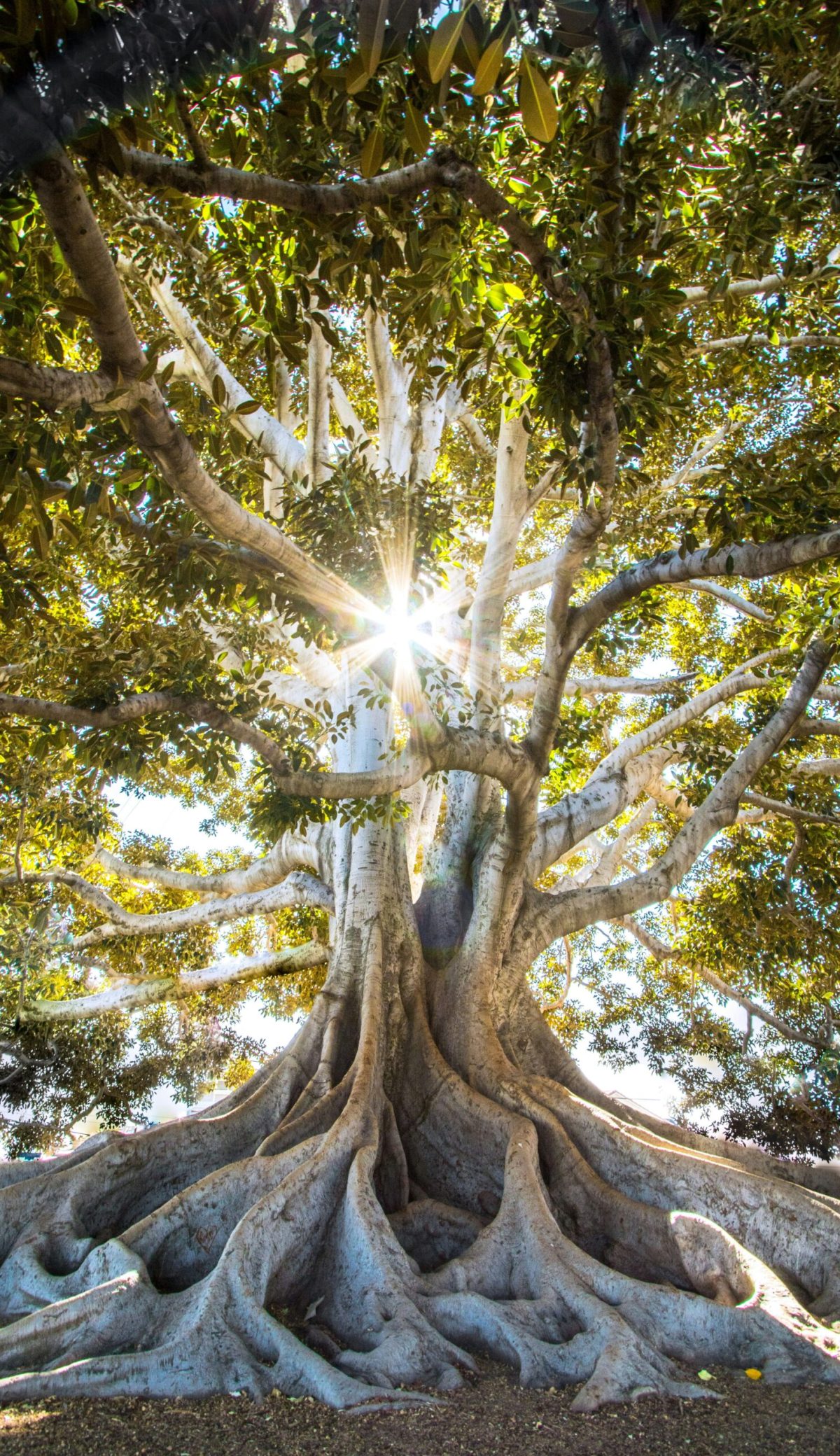 Gottman Method Therapy